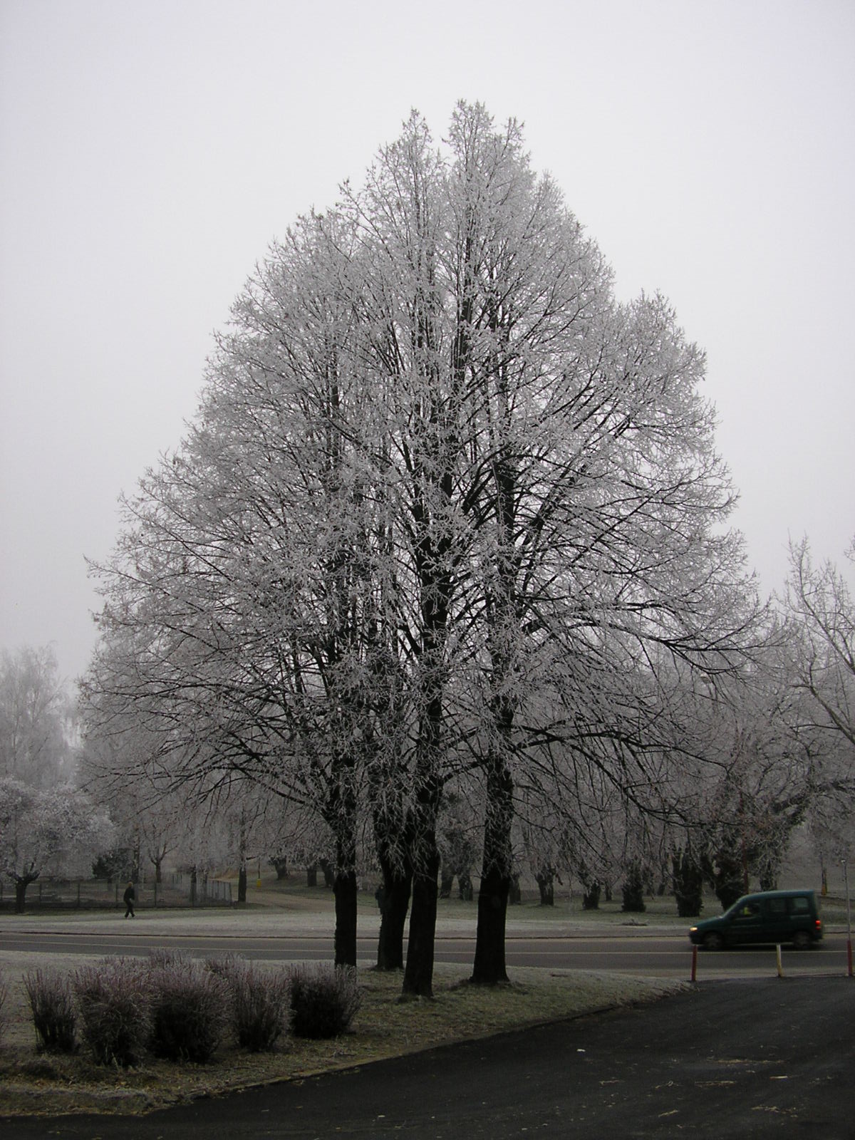 Strom v zimnom šate