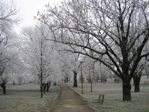 Stromy v krajině - Park v zime
