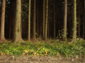 Stromy v krajině - Les