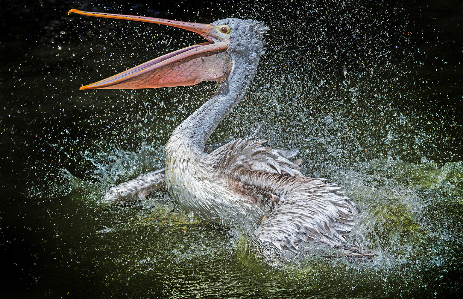 pelikán -Pelecanus philippensis