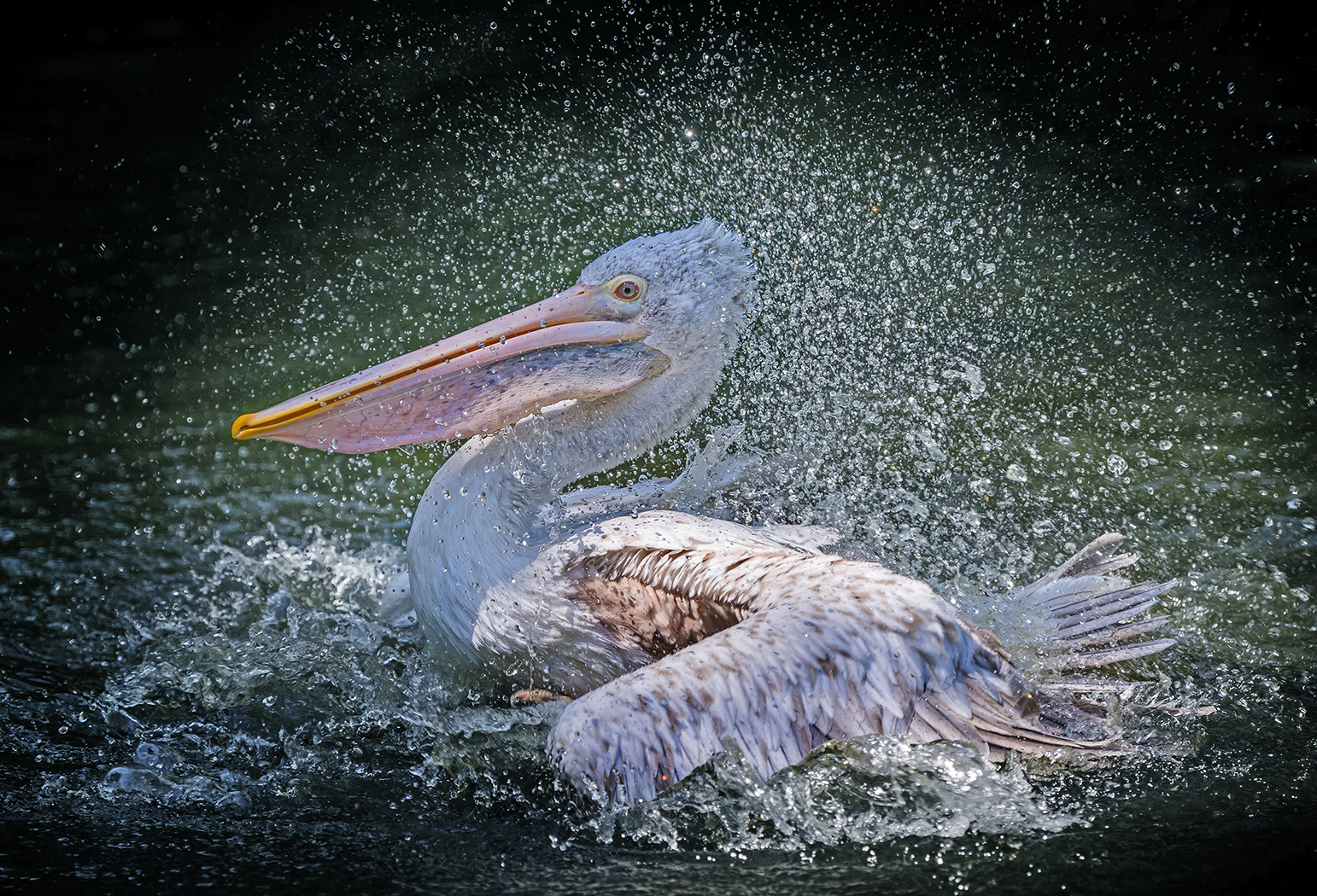 Koupající se pelikán -Pelecanus philippensis