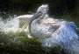 Věra Kuttelvašerová Stuchelová -pelikán Pelecanus philippensis