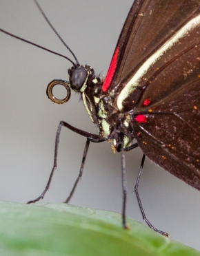 Makro a Close-up - Bokorys motýla rodu Heliconius