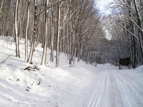 Stromy v krajině - Kouzlo sněhu