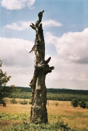 Stromy v krajině - Memento