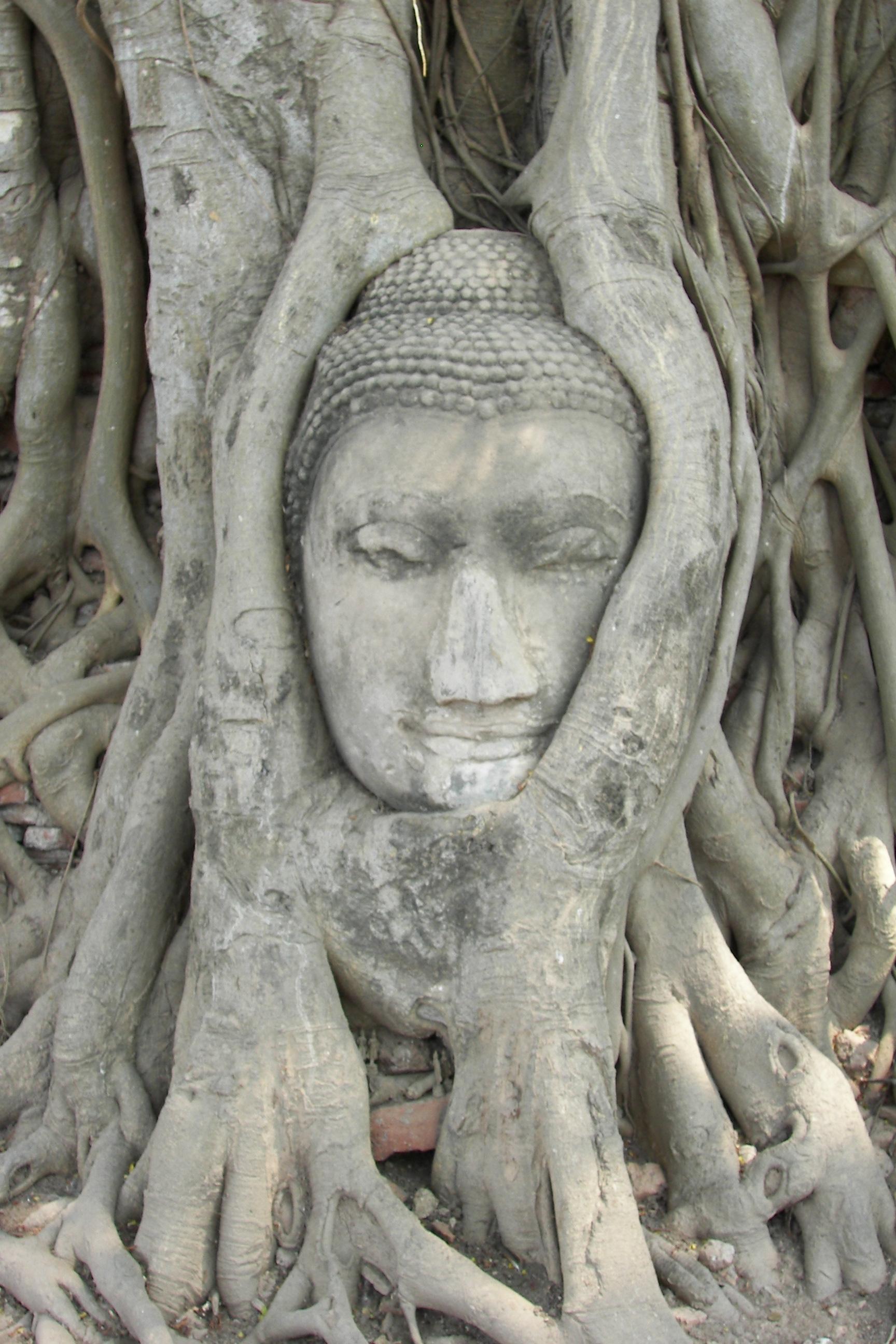 Buddhova hlava v kořenech stromů