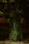 Lenka  Šlezingrová -Magický strom 