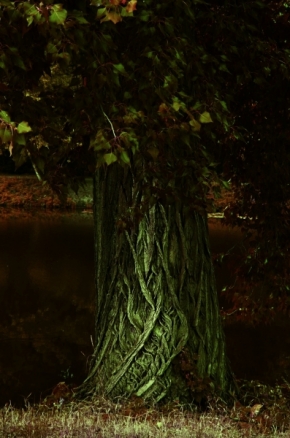 Fotograf roku v přírodě 2015 - Magický strom 