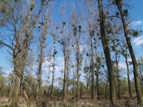 Stromy v krajině - Bradavice