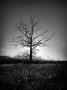 Tomáš Janíček - Bwtree