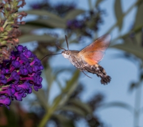 Fotograf roku v přírodě 2015 - Hmyzí kolibřík 1