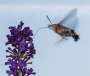 Pavel Trhoň -Hmyzí kolibřík 3