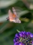 Pavel Trhoň -Hmyzí kolibřík 4