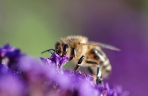 Makro a Close-up - Včela