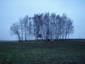 Stromy v krajině - Strážci