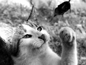 Černobílá krása - Kočka s myš