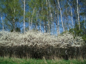 Stromy v krajině - Bílý závoj z trnek břízám sluší