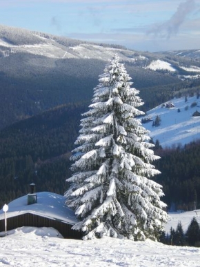 Stromy v krajině - Zimní fantazie