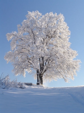 Stromy v krajině - V zimě