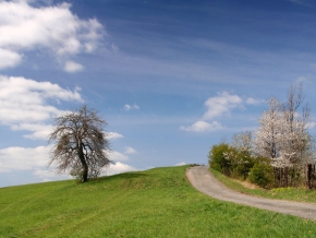 Stromy v krajině - Jarní krajina
