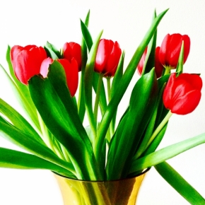 QuickPhoto 2015 - tulipány