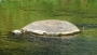 Iva Matulová -želva