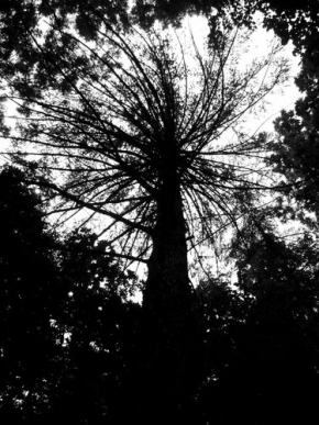 Stromy v krajině - Black tree