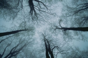 Stromy v krajině - Fotograf roku - kreativita - Zasněné koruny