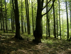 Jiří Čapák - Jarní les