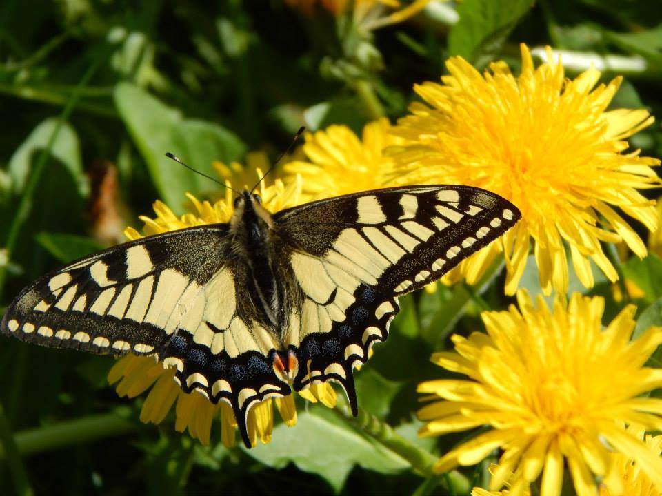 motýlí krása