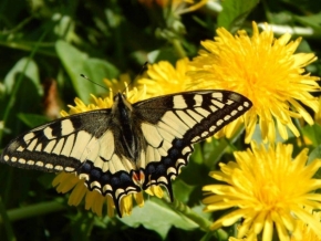 Jana Růžičková - motýlí krása