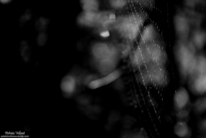 Černobílá krása - Pavučina z neznáma