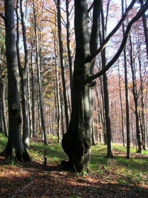 Stromy v krajině - Krasavec
