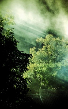 Soňa Šimánková - světlo mezi stromy