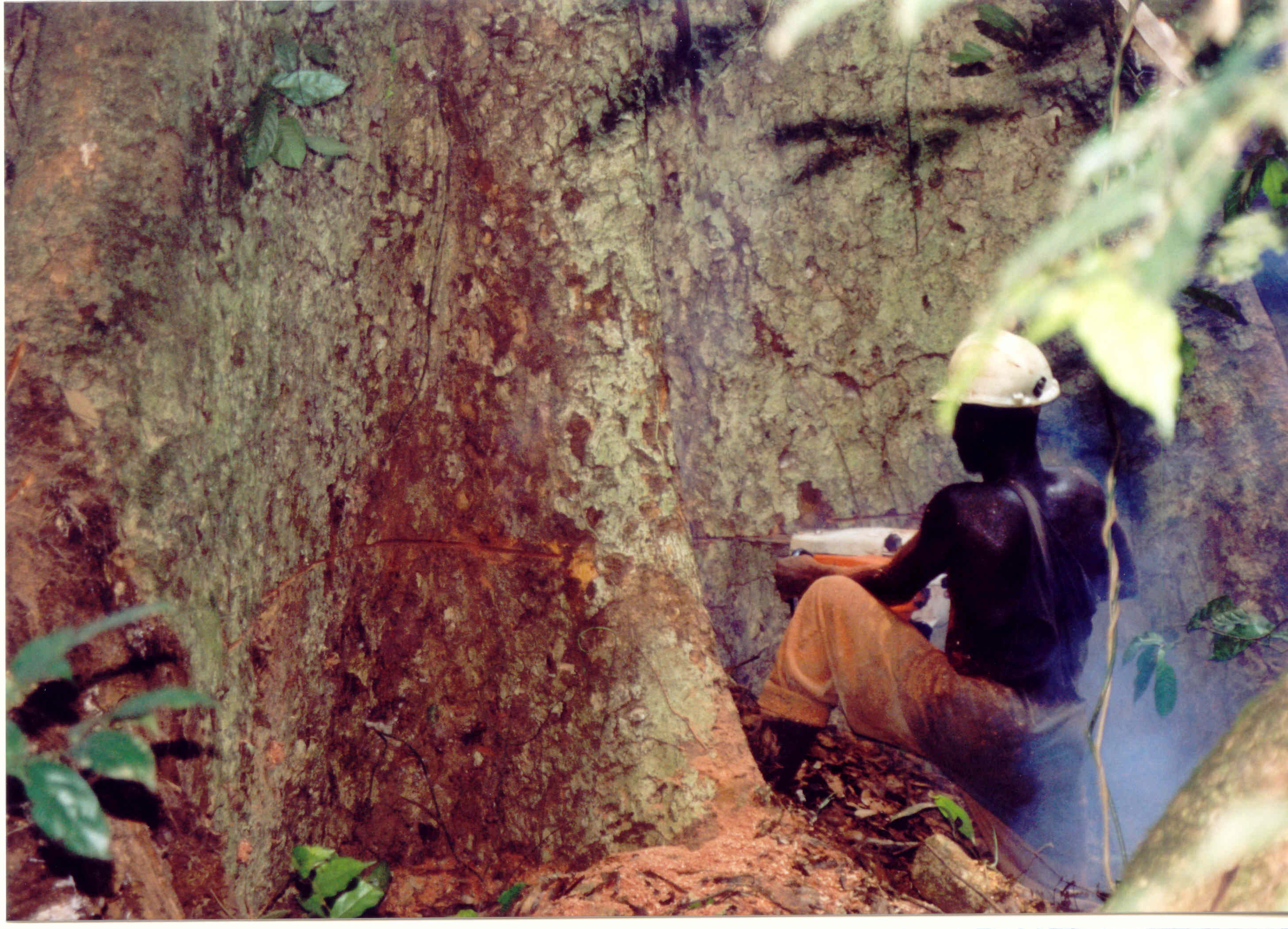 Ghana - kácení stromu