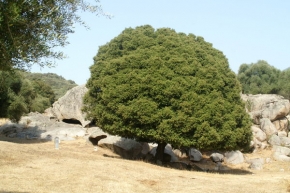 Stromy v krajině - Korsika - Filitosa