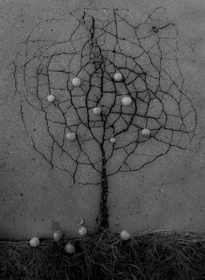 Černobílá krása - Asfaltový stromček v jeseni