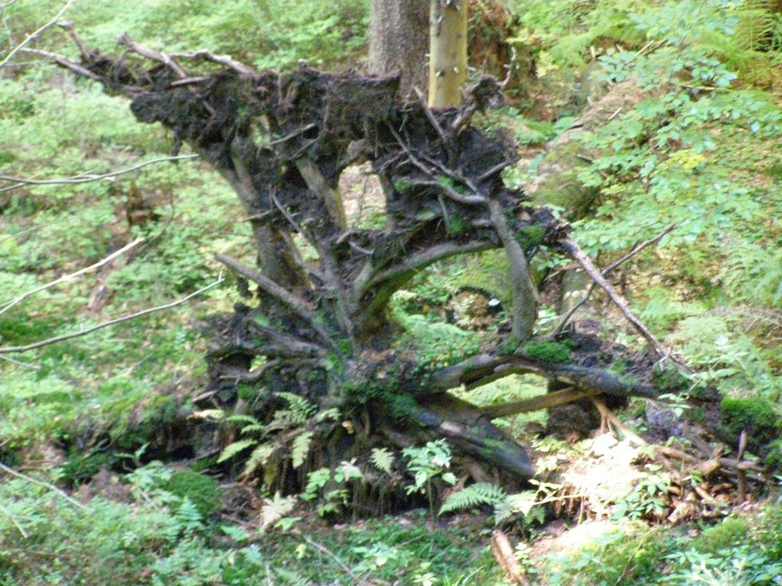 Kořen stromu