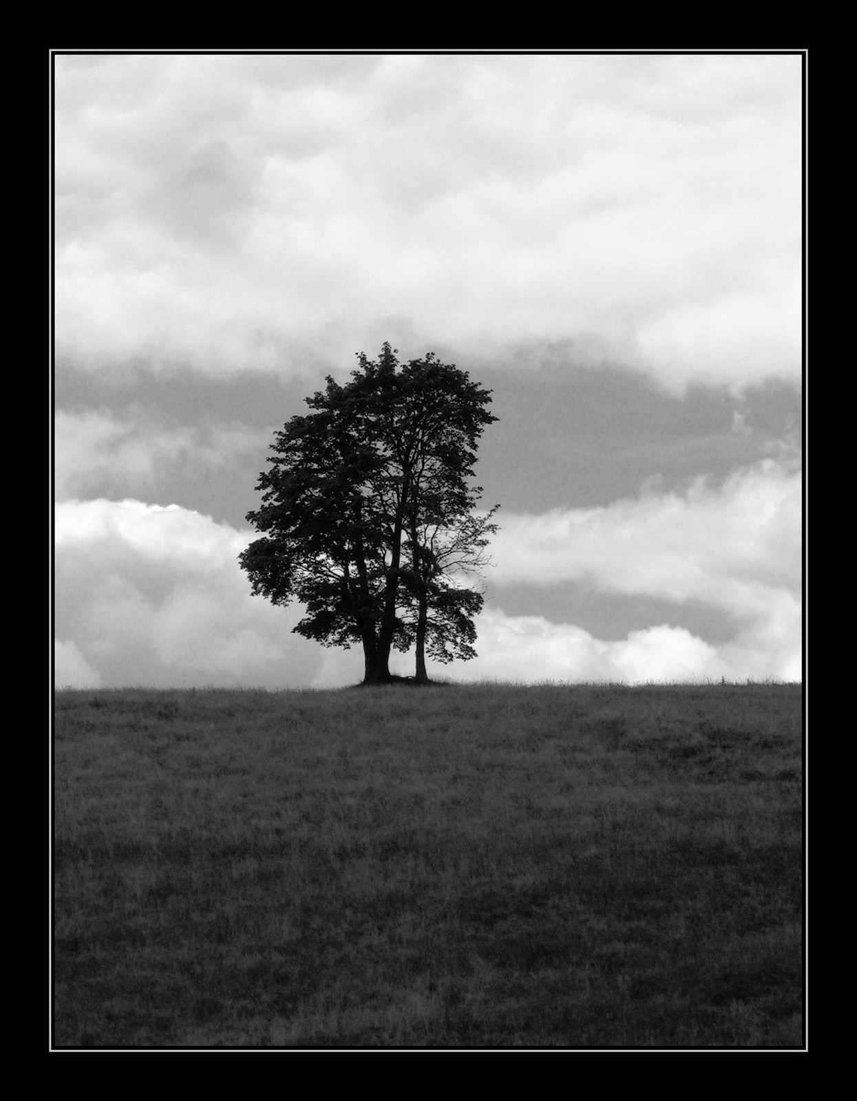 Osamocený strom
