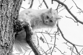 Černobílá krása - Na stromě