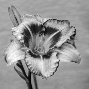 Černobílá krása - Květ