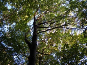 Stromy v krajině - P9280102