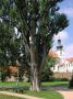 Soliter