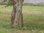 Iva Skulinová - Houževnatý