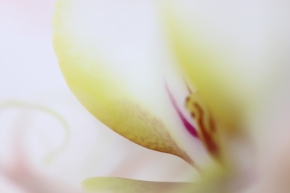 Abstraktní fotografie - Orchidea