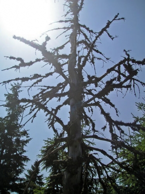 Stromy v krajině - Krkonošské slunce
