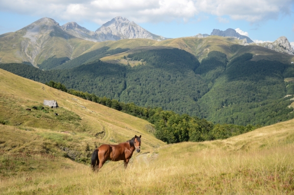 Čierna Hora - na pastvine