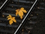 Iva Skulinová -Podzimní listí 2