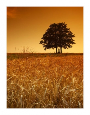 Stromy v krajině - Zlatý odpočinek