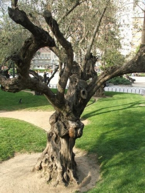 Stromy v krajině - Oliva v centru Madridu